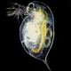 Image for article titled These Pheromones Get The Animals That Secrete Them Killed